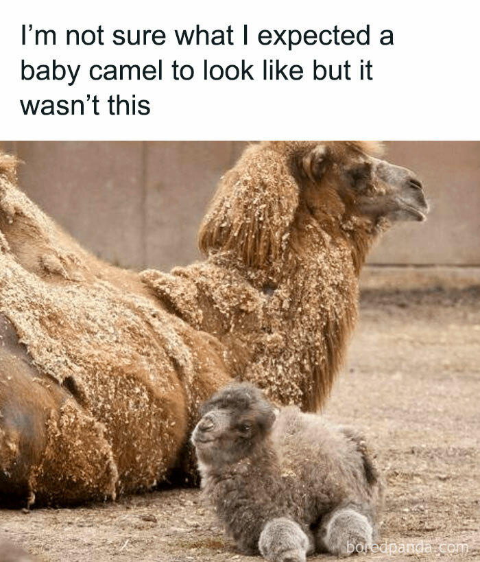 4. Every camel starts somewhere, and this little fluff ball is clearly destined for greatness.