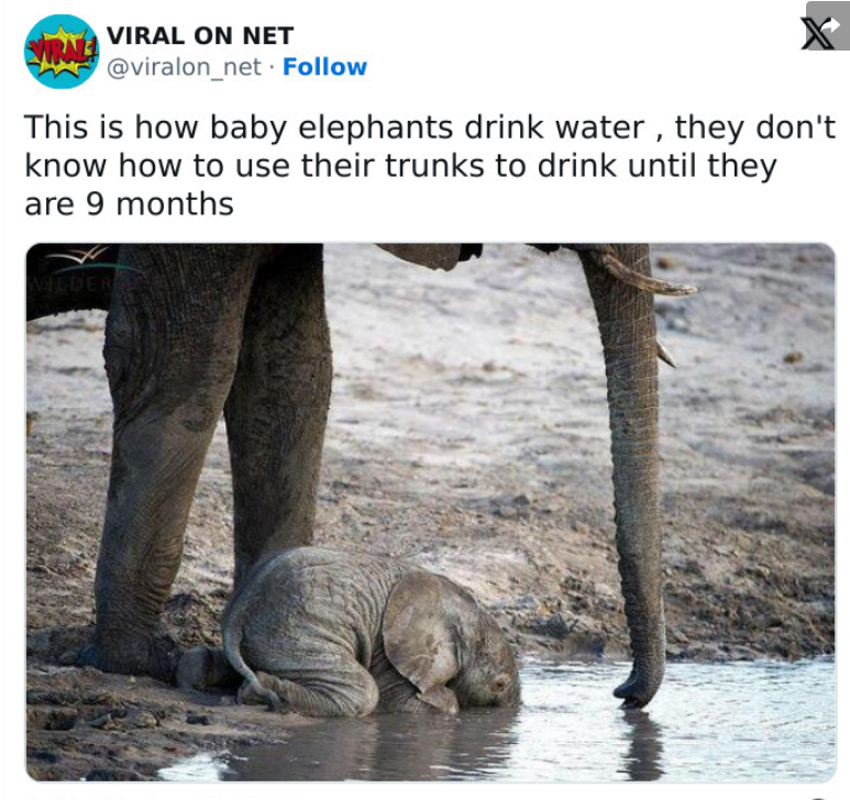 14. Why use a trunk when you can just face-plant into the water?